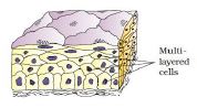 NCERT Solutions