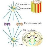 NCERT Solutions