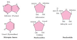 NCERT Solutions