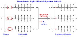 NCERT Solutions