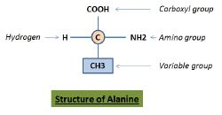 NCERT Solutions