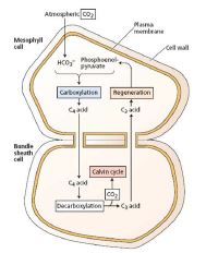 NCERT Solutions