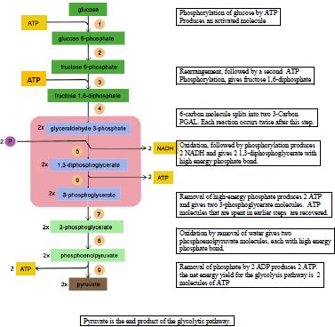 NCERT Solutions