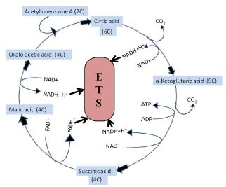 NCERT Solutions