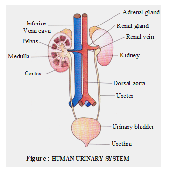 class_10_science_useful_11.