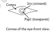 class_10_science_useful_13