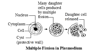 class_10_science_useful_20