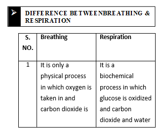 Class 7 Science Respiration in Plants and Animals Exam Notes