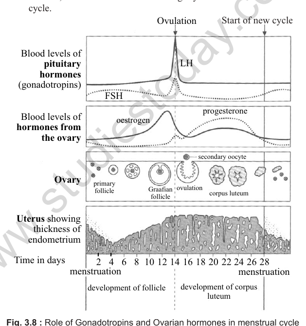PDF p.10: Fig. 3.8 hormone graph (LH, FSH, estrogen, progesterone, endometrium thickness) has only a text desc