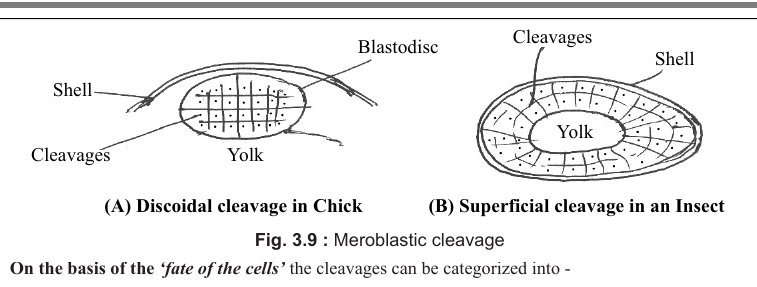 PDF p.13: Fig. 3.9 meroblastic cleavage and Fig. 3.10 radial vs spiral cleavage, and Fig. 3.11 unfertilized eg