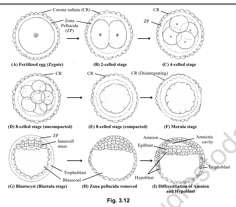 PDF p.15: Fig. 3.12 embryo stages A-I is text-described only