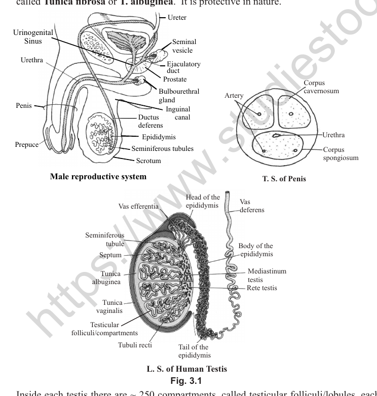 PDF p.3: Fig 3.1 male reproductive system, T.S. of penis and L.S. of testis