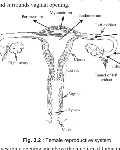 PDF p.5: Fig. 3.2 female reproductive system has only a text description, no SVG or image