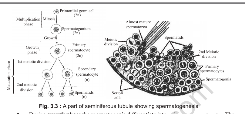 PDF p.6: Fig. 3.3 right half (seminiferous tubule section) and Fig. 3.4 (cytoplasmic bridges)
