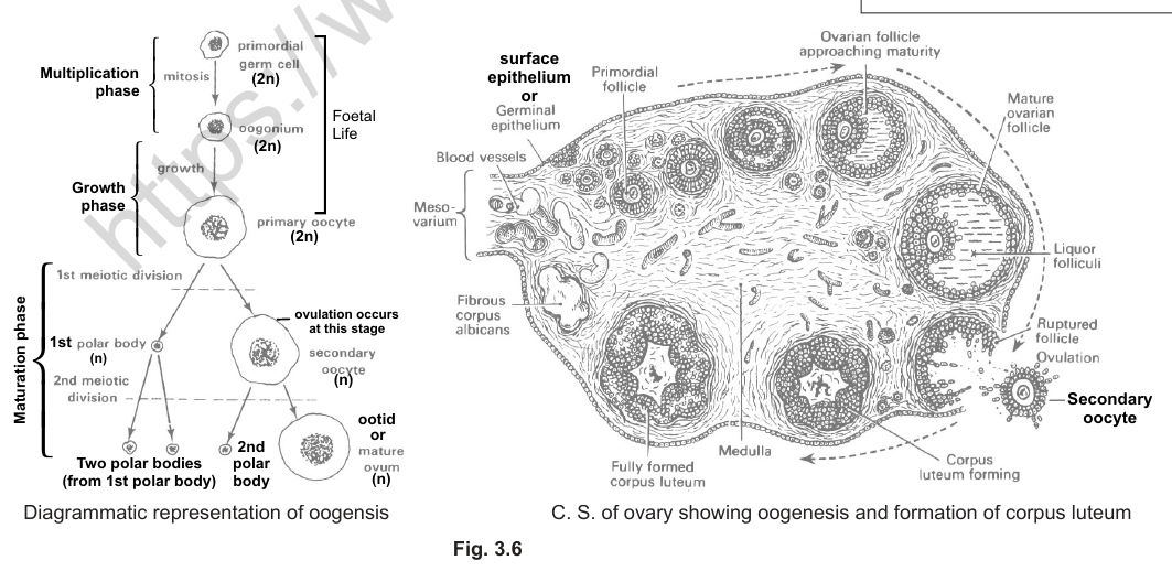 PDF p.7: Fig. 3.6 oogenesis diagram and C.S. of ovary