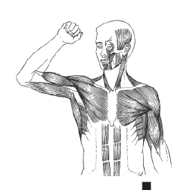 PDF p.1-20: All 22 figures (Fig. 20.1 to 20.22) and the chapter-opening muscular man picture are replaced by i
